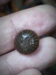Mycena alcalina