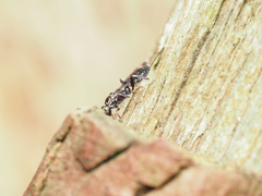 Paraphylax