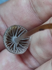 Mycena alcalina