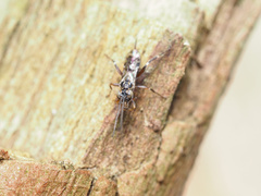 Paraphylax