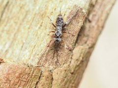 Paraphylax