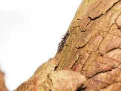 Paraphylax