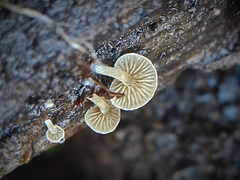 Simocybe haustellaris