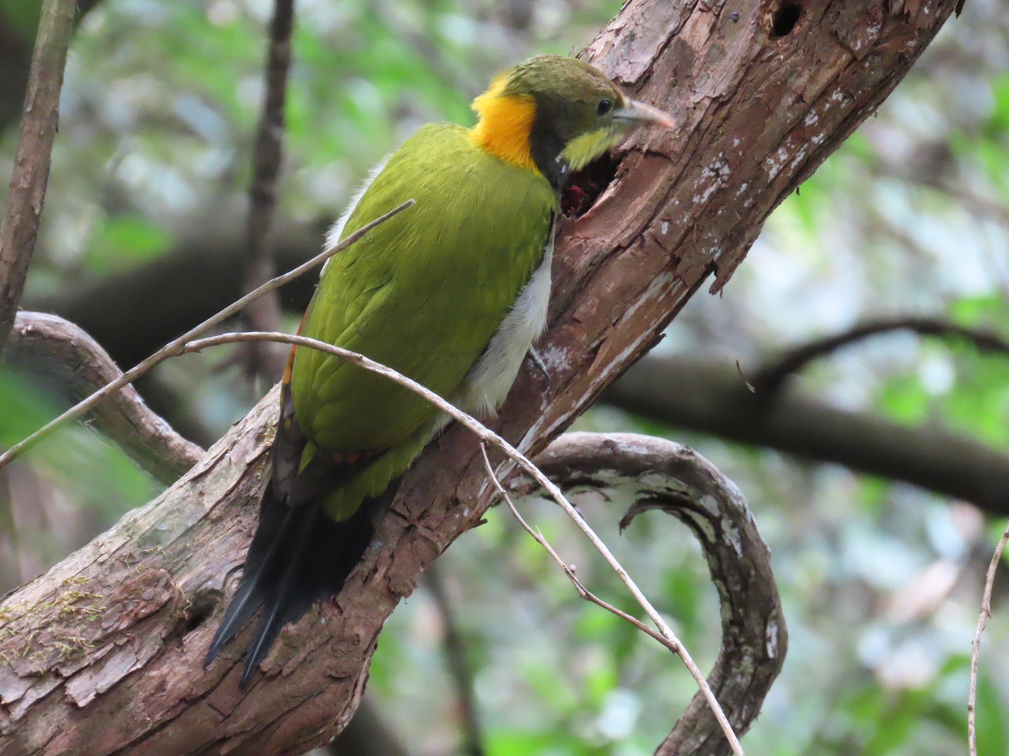 Greater Yellownape illustration