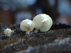 Simocybe haustellaris