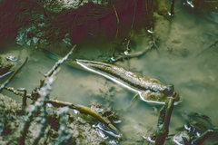 Periophthalmodon schlosseri