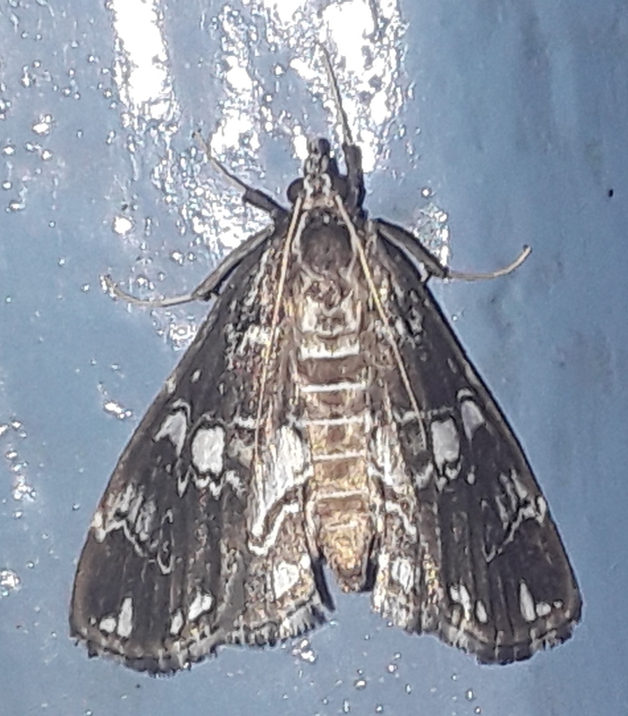 Paracymoriza rivularis
