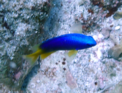 Pomacentrus caeruleus