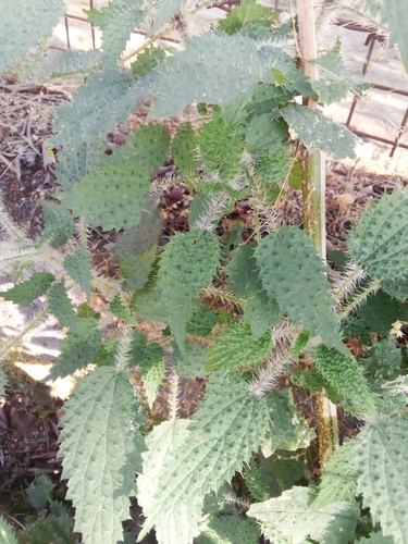 Image of Urtica ardens by (c) mahendra raikwal, some rights reserved (CC BY)