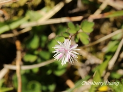 Thalictrum rubescens