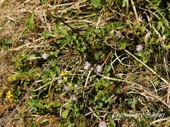 Thalictrum rubescens