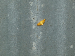 Orphanostigma haemorrhoidalis