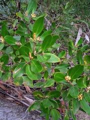 Persoonia levis