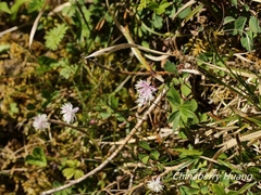 Thalictrum rubescens