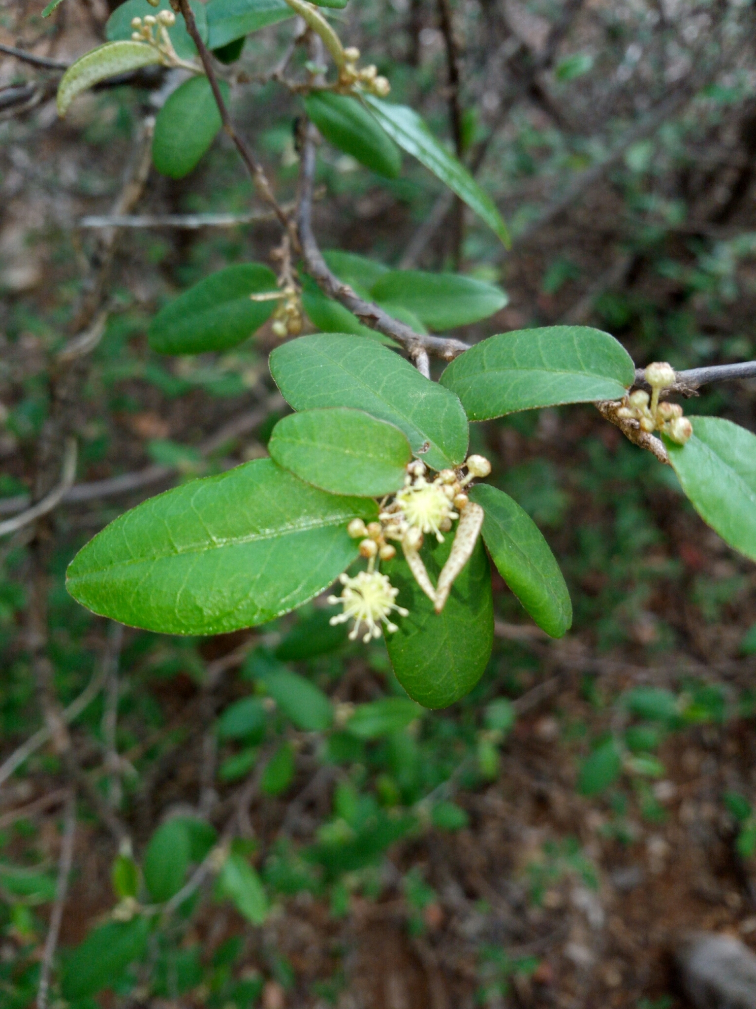Croton manampetsae