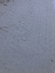 Caracal caracal