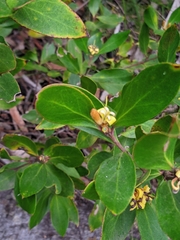 Persoonia levis