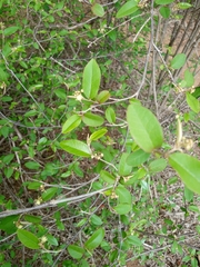 Croton manampetsae image