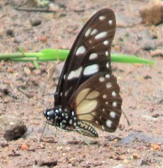 Graphium leonidas