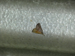 Hypena porrectalis