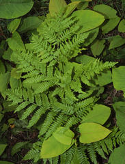 Pteridium latiusculum