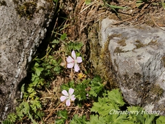 Geranium hayatanum