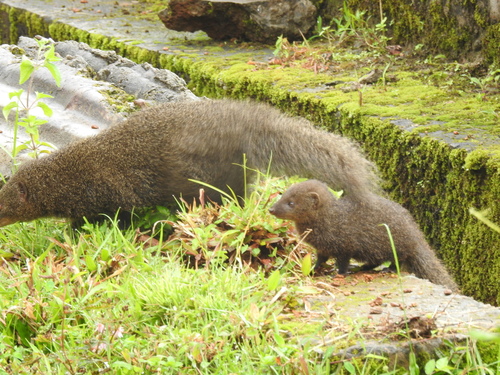 Indian Brown Mongoose