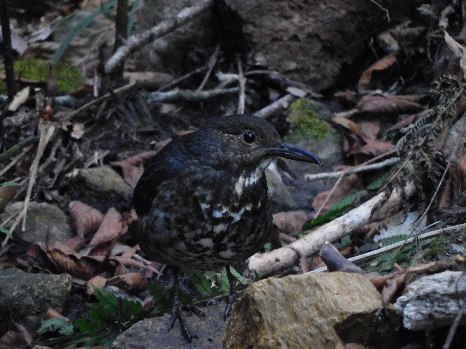 Long-billed Thrush