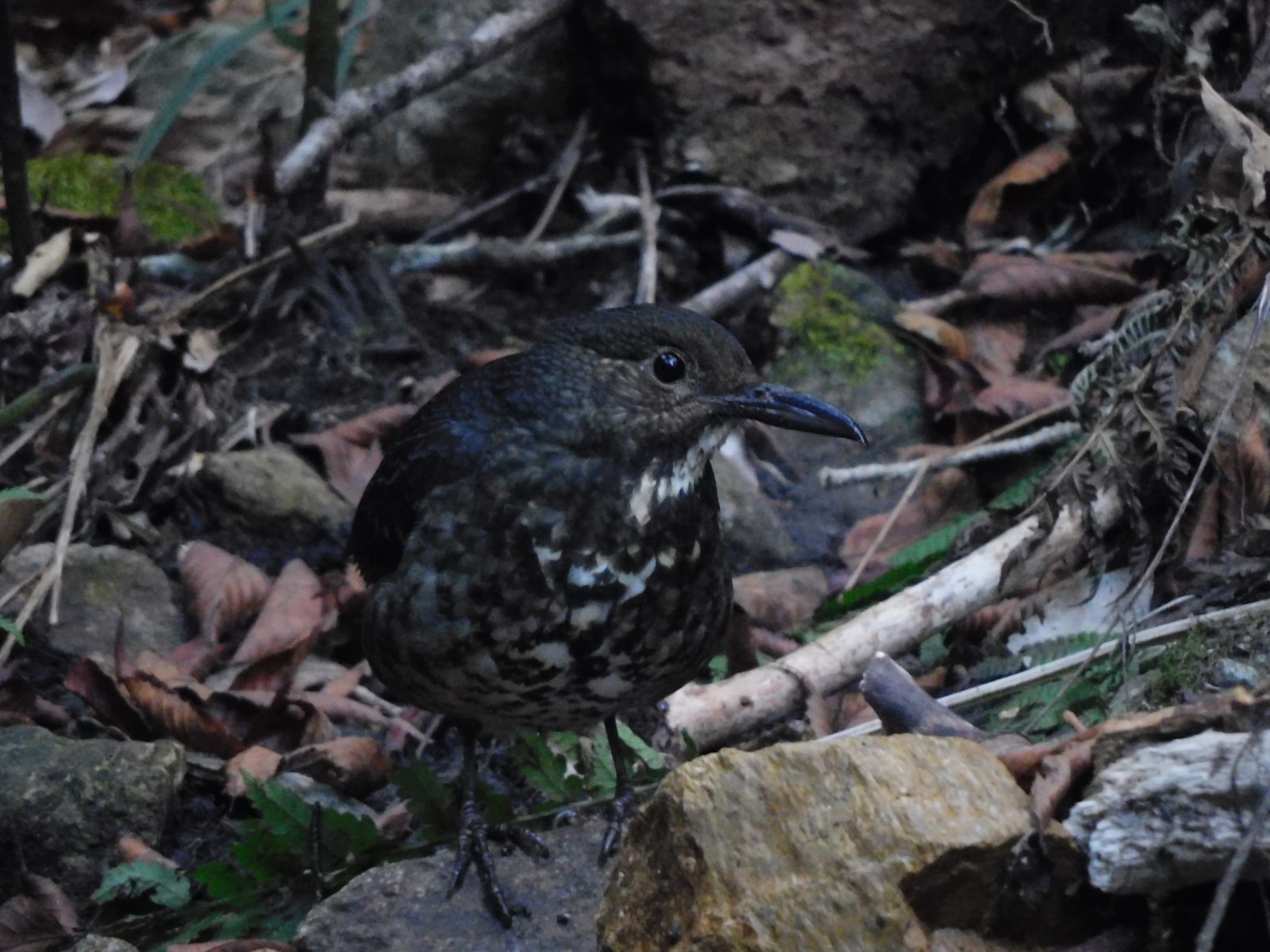 Long-billed Thrush