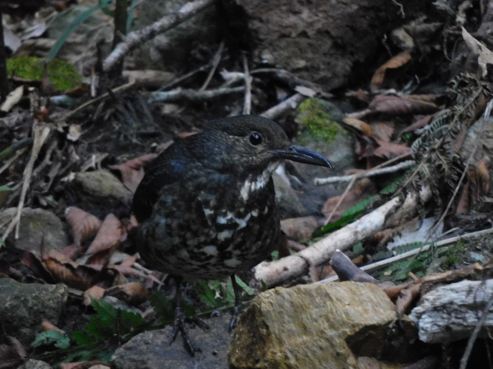 Long-billed Thrush