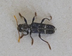 Scrobiger splendidus