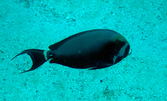 Acanthurus leucocheilus