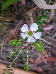 Leptospermum rotundifolium