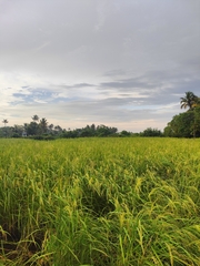 Oryza sativa