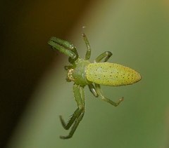 Cetratus