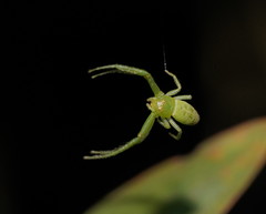 Cetratus