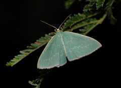 Chlorocoma melocrossa