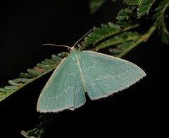 Chlorocoma melocrossa