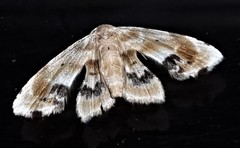 Holocryptis phasianura