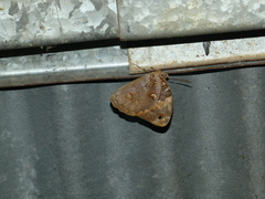 Opsiphanes cassiae cassiae