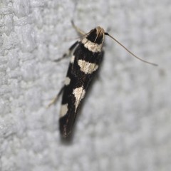 Macrobathra arrectella