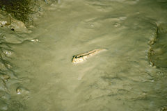 Periophthalmodon schlosseri