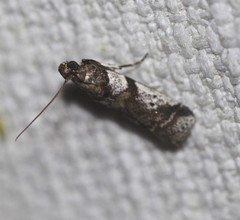 Conobathra hemichlaena