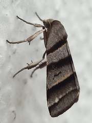 Flammona quadrifasciata