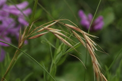 Trisetum turcicum