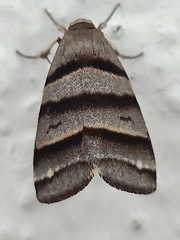 Flammona quadrifasciata