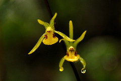 Tainia dunnii