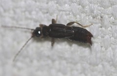 Labiinae