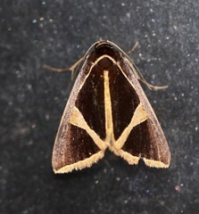 Agamana conjungens