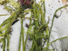 Chaetomorpha coliformis